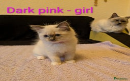 Ragdoll cats for sale: Stunning Ragdoll kittens - Image 7