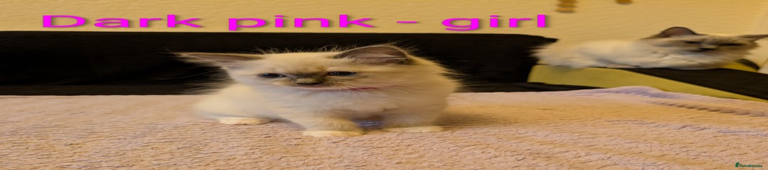 Ragdoll Kitten 5