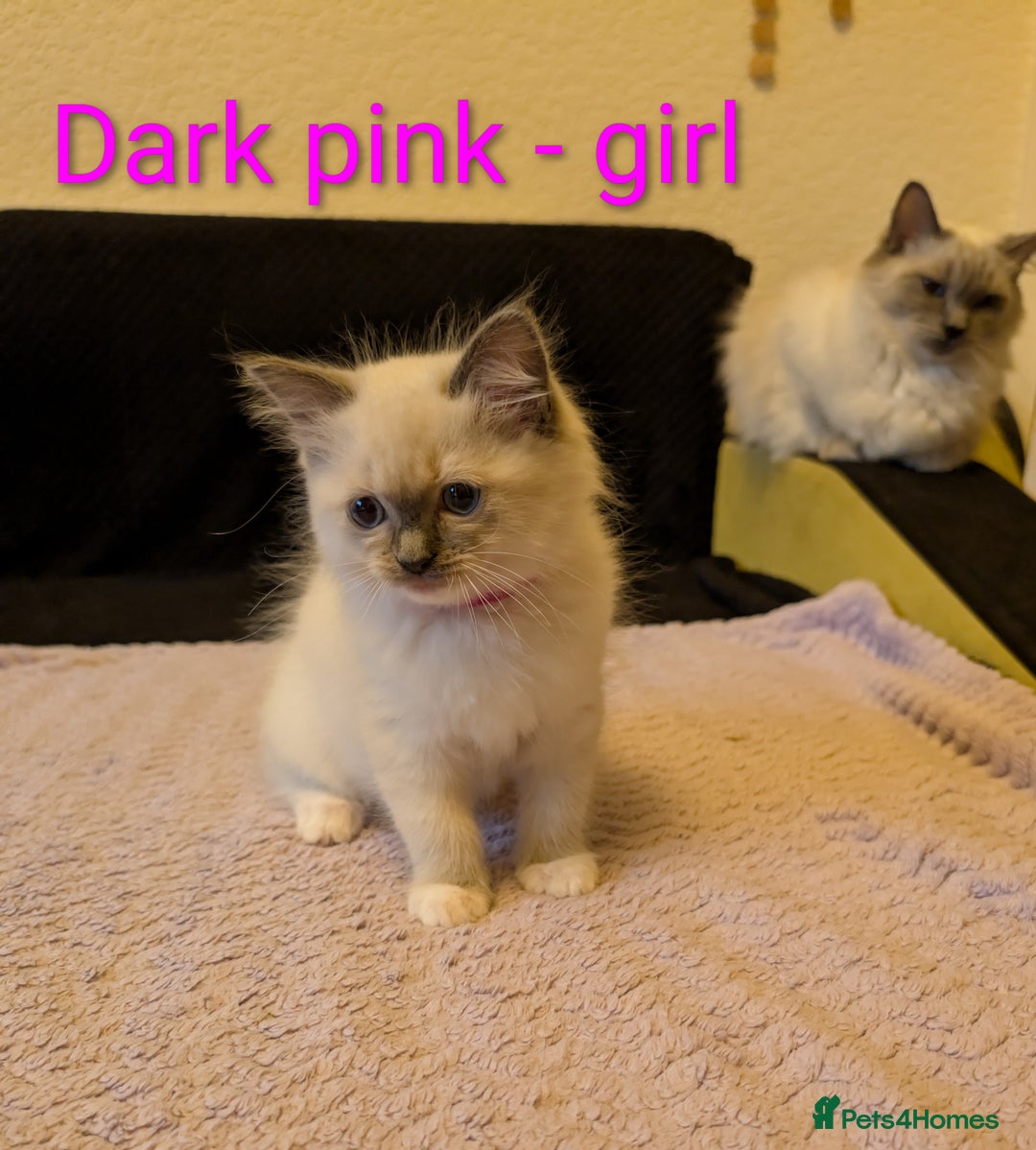 Ragdoll cats for sale: Stunning Ragdoll kittens - Image 7