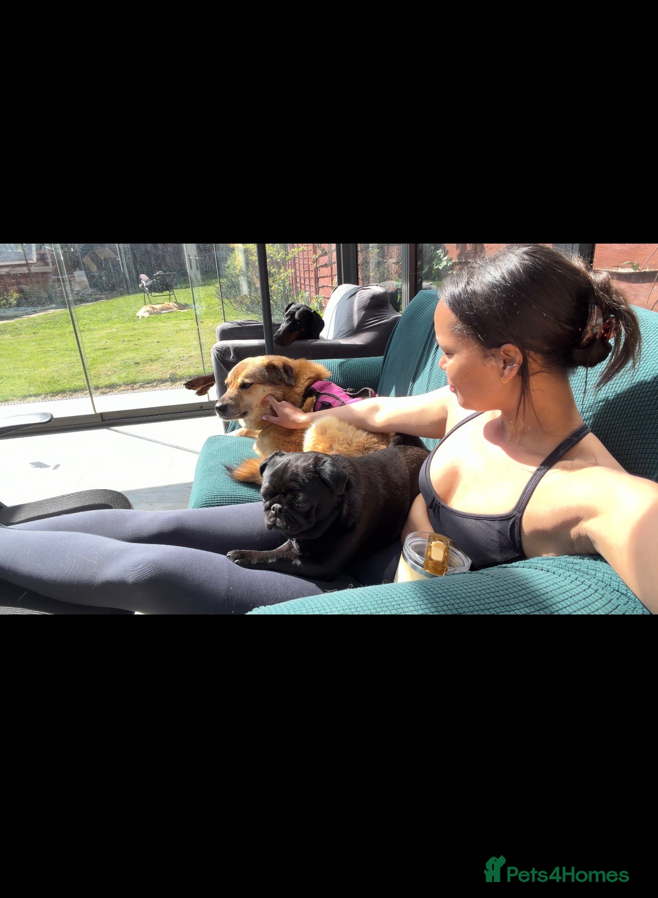 Mixed Breed dogs Sweet Muffin | Gentle, Snuggly & Cheeky Girl 💛 - Advert 2