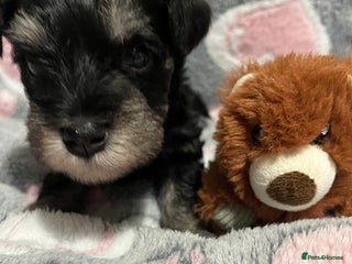 Miniature Schnauzer dogs Beautiful KC miniature Schnauzers - Advert 2