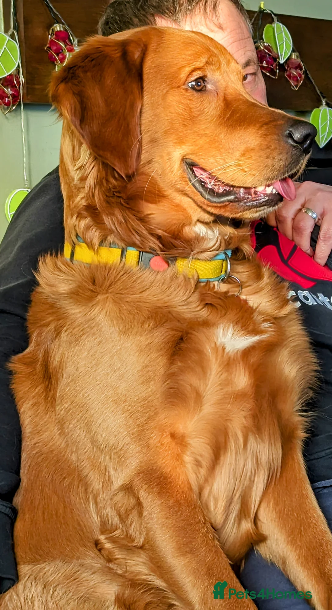 Golden Retriever dogs for stud: Gorgeous Gus for Stud  in Faringdon - Advert 18