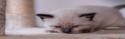 Ragdoll cats for sale: 🏅Last 2 GCCF Ragdoll kittens Ready now - Advert 35