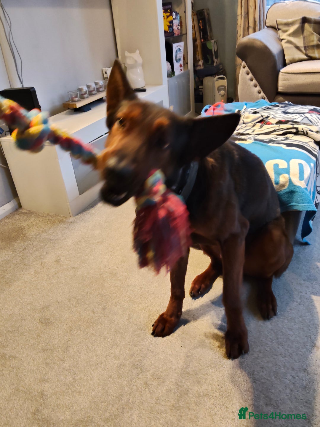 Chinese Red Dog dogs for sale: Looking for a new home. - Advert 6