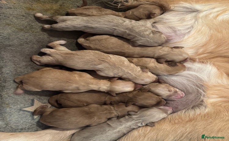 Mini Goldendoodle dogs *UPDATE* 10 Miniature goldendoodles  - Advert 1