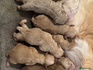 Mini Goldendoodle dogs *UPDATE* 10 Miniature goldendoodles - Advert 13