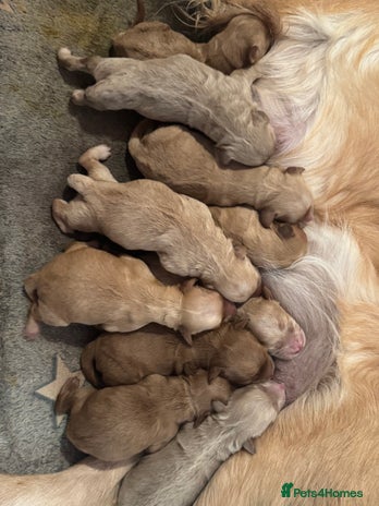 Mini Goldendoodle dogs *UPDATE* 10 Miniature goldendoodles - Advert 6