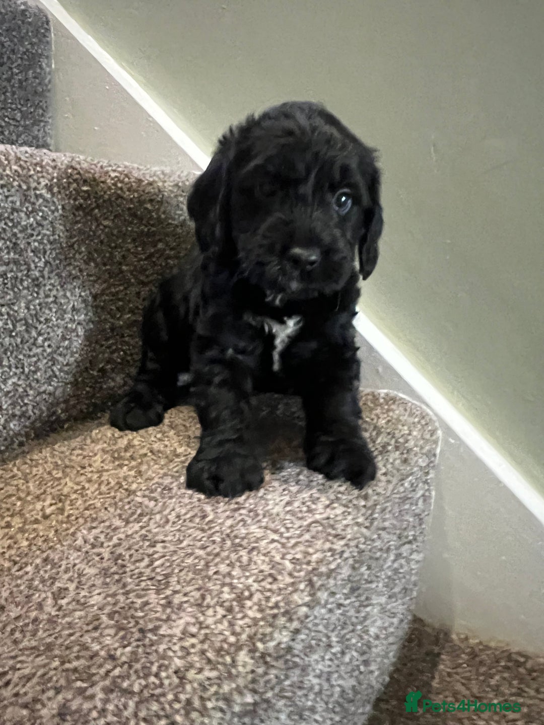 English Springer Spaniel dogs for sale: Lovely litter of puppies  - Advert 10