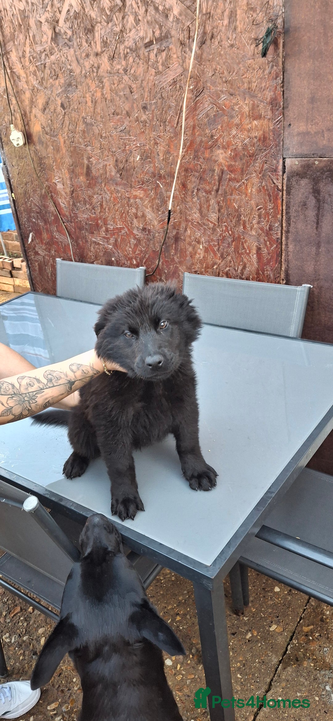 German Shepherd dogs for sale: For sale  - Image 8