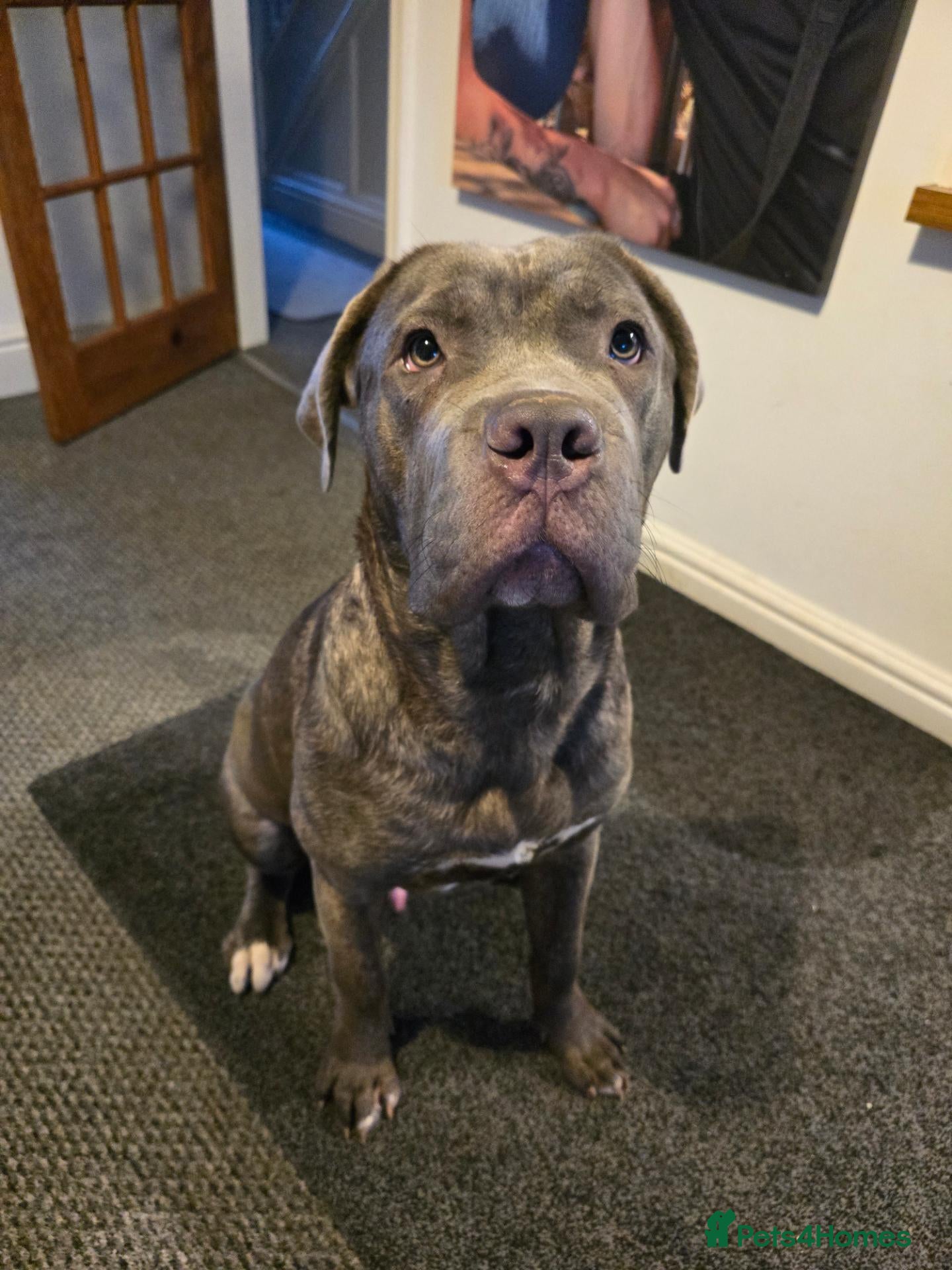 Cane Corso dogs Cane corso  - Advert 6