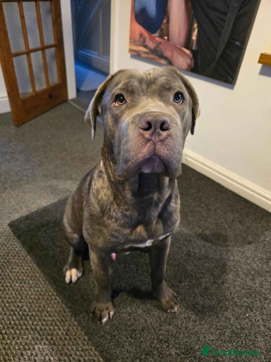 Cane Corso dogs for sale: Cane corso  in Skegness - Advert 1