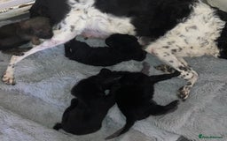 Mixed Breed dogs for sale: 4 chunky colliedoors - Image 5