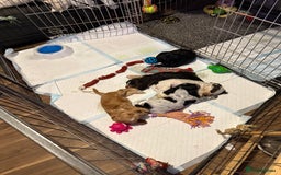 Cocker Spaniel dogs for sale: Beautiful kc registered show cocker spaniels - Image 1