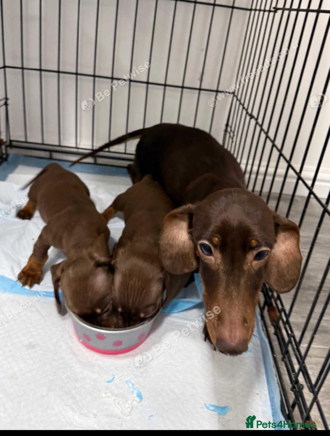 Miniature Dachshund dogs for sale: Miniature dachshunds. - Advert 4