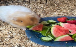 Guinea Pig rodents for sale: 2x female Guinea pigs  - Image 1