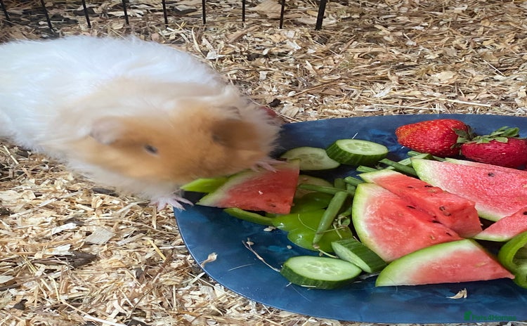 Guinea Pig rodents - Advert 16