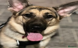 German Shepherd dogs for sale: German shepherd - Image 2