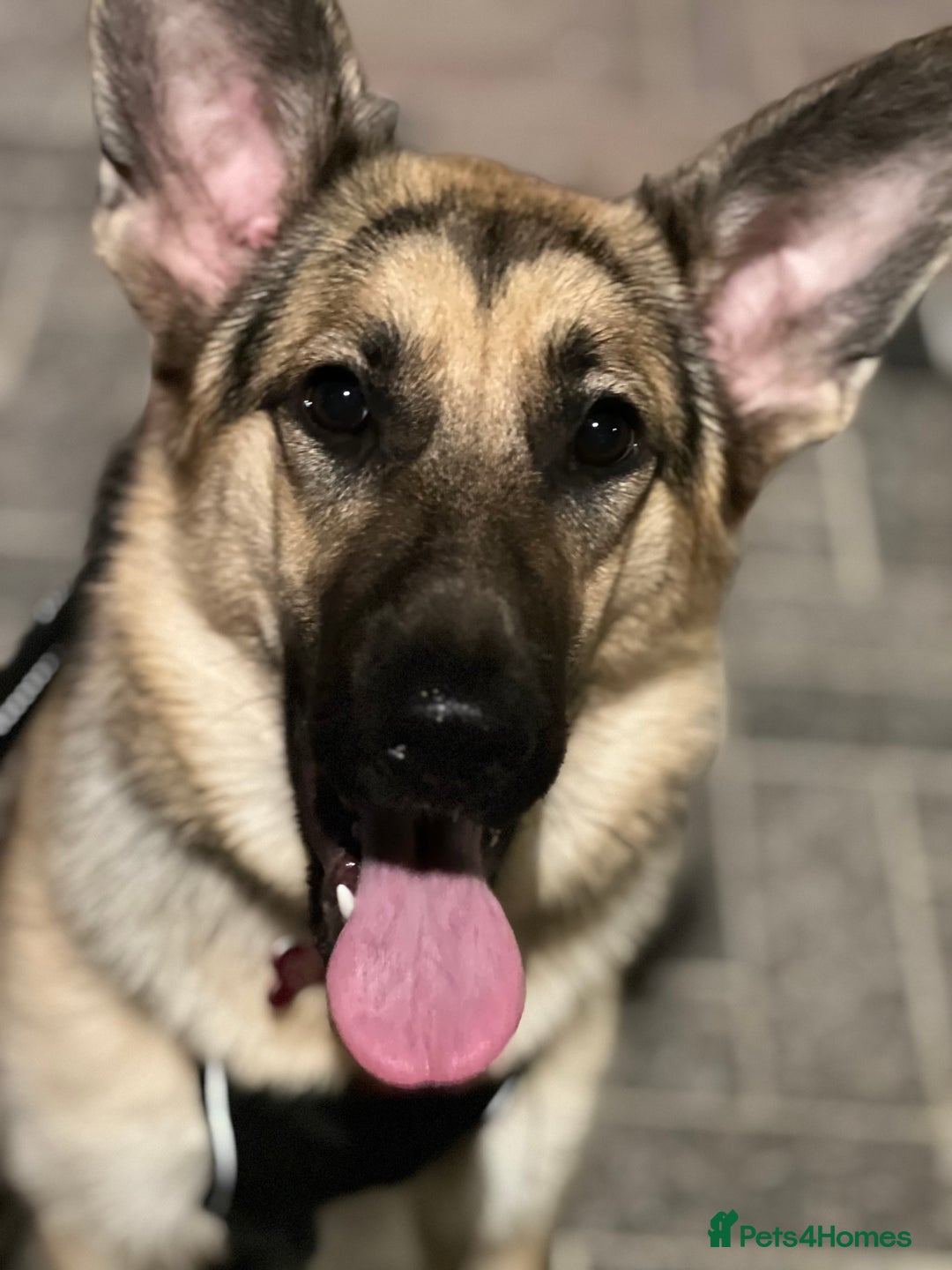 German Shepherd dogs for sale: German shepherd - Image 2