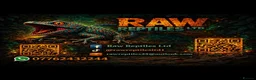 Frog reptiles for sale: Pac-Man Juveniles Available! CB25 - Advert 2