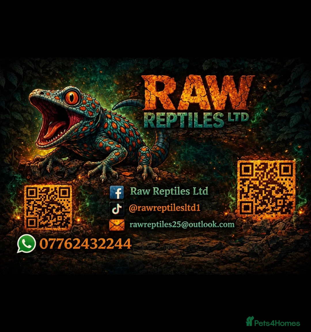 Frog reptiles for sale: Pac-Man Juveniles Available! CB25 - Advert 2