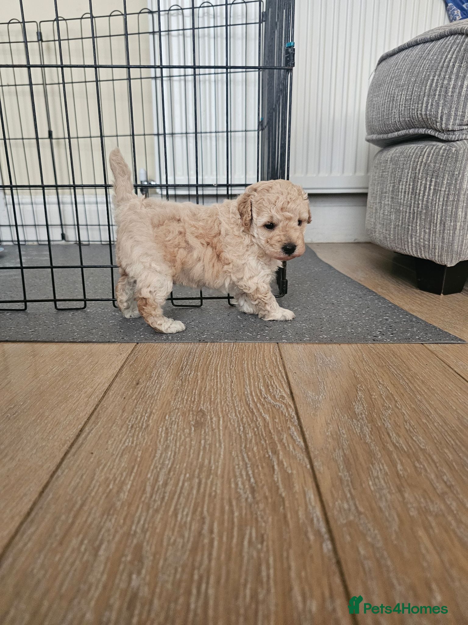 Miniature Poodle dogs Apricot miniature poodle - Advert 9