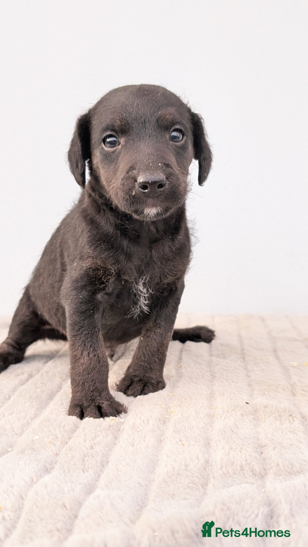 Mixed Breed dogs for sale: 2 Terrier boys - Advert 5