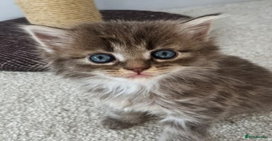 Maine Coon cats - Advert 10
