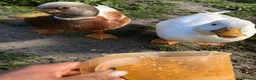 Ducks poultry for sale: White call duck breeding pair in Thatcham - Advert 1