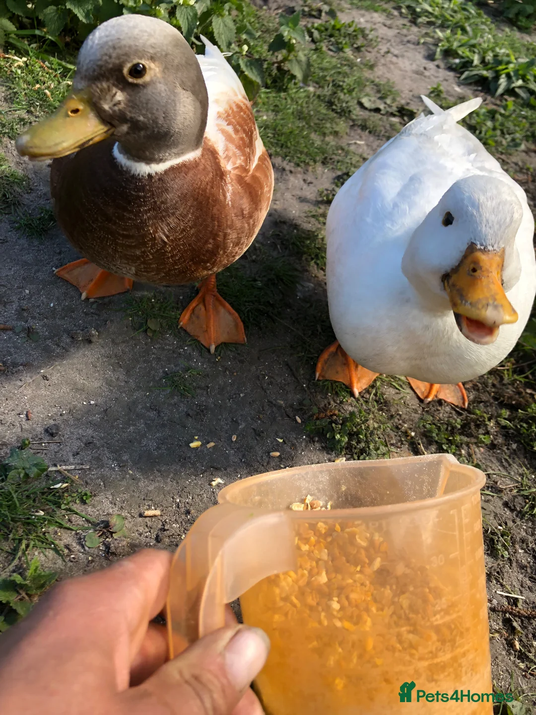 Ducks poultry for sale: White call duck breeding pair in Thatcham - Advert 1