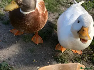 Ducks poultry White call duck breeding pair - Advert 1