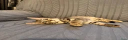 Bengal cats for sale: Bengal X Tabby kittens Available!!  - Advert 3