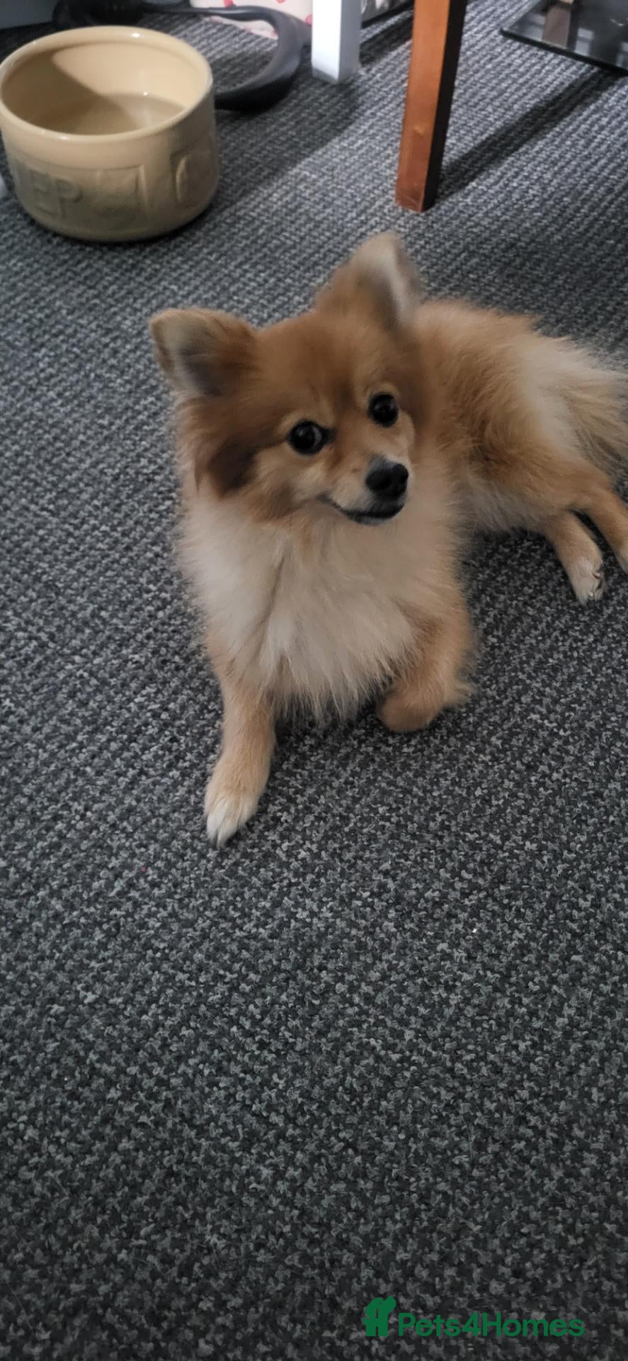 Pomeranian dogs Pomeranian 4 years old - Advert 1