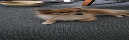Pomeranian dogs for sale: Pomeranian 4 years old in Stafford - Advert 1