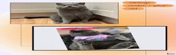 British Shorthair cats for sale: 💜 Precious Litter Of BSH Kittens 💜 - Advert 9