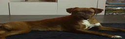 Boxer dogs for sale: Bobtail puppy boxers  - Advert 1