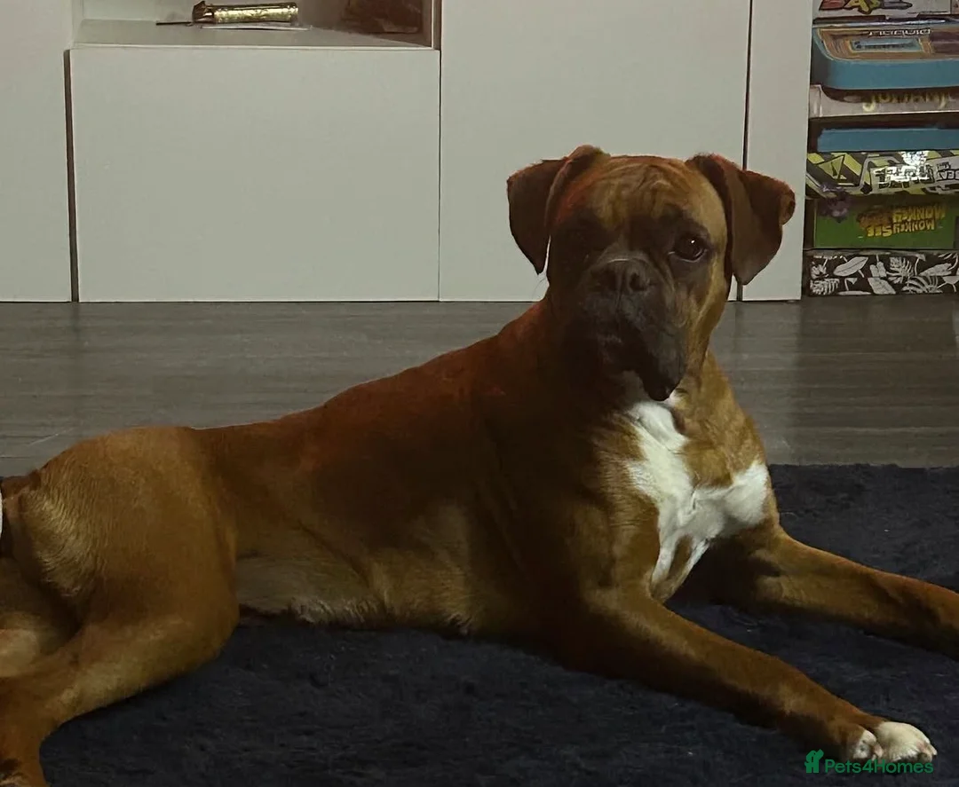 Boxer dogs for sale: Bobtail puppy boxers  - Advert 1