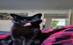 Domestic Shorthair cats for sale: Gadget - Image 2