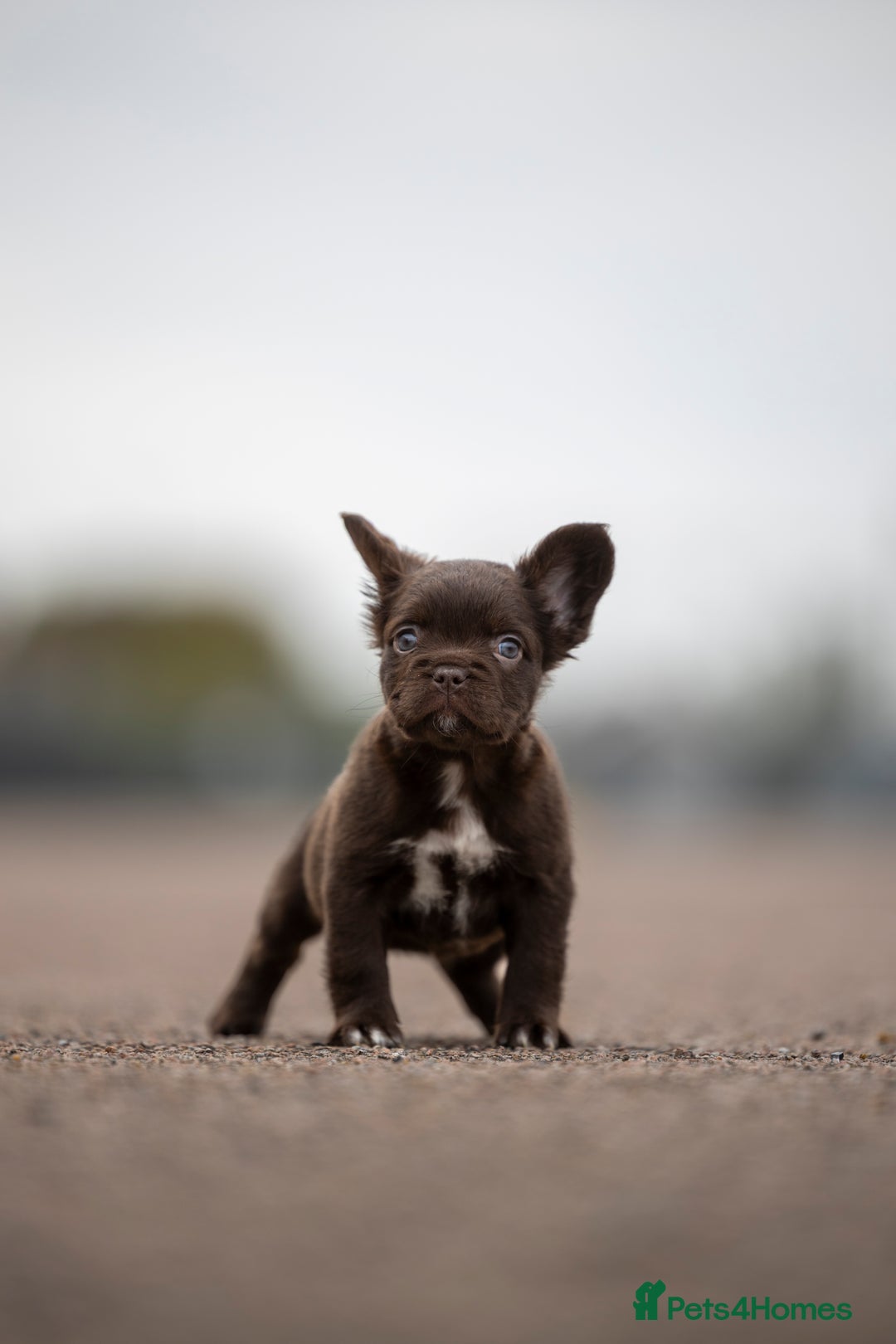 French Bulldog dogs for sale: French Bulldogs ready to leave - Image 7