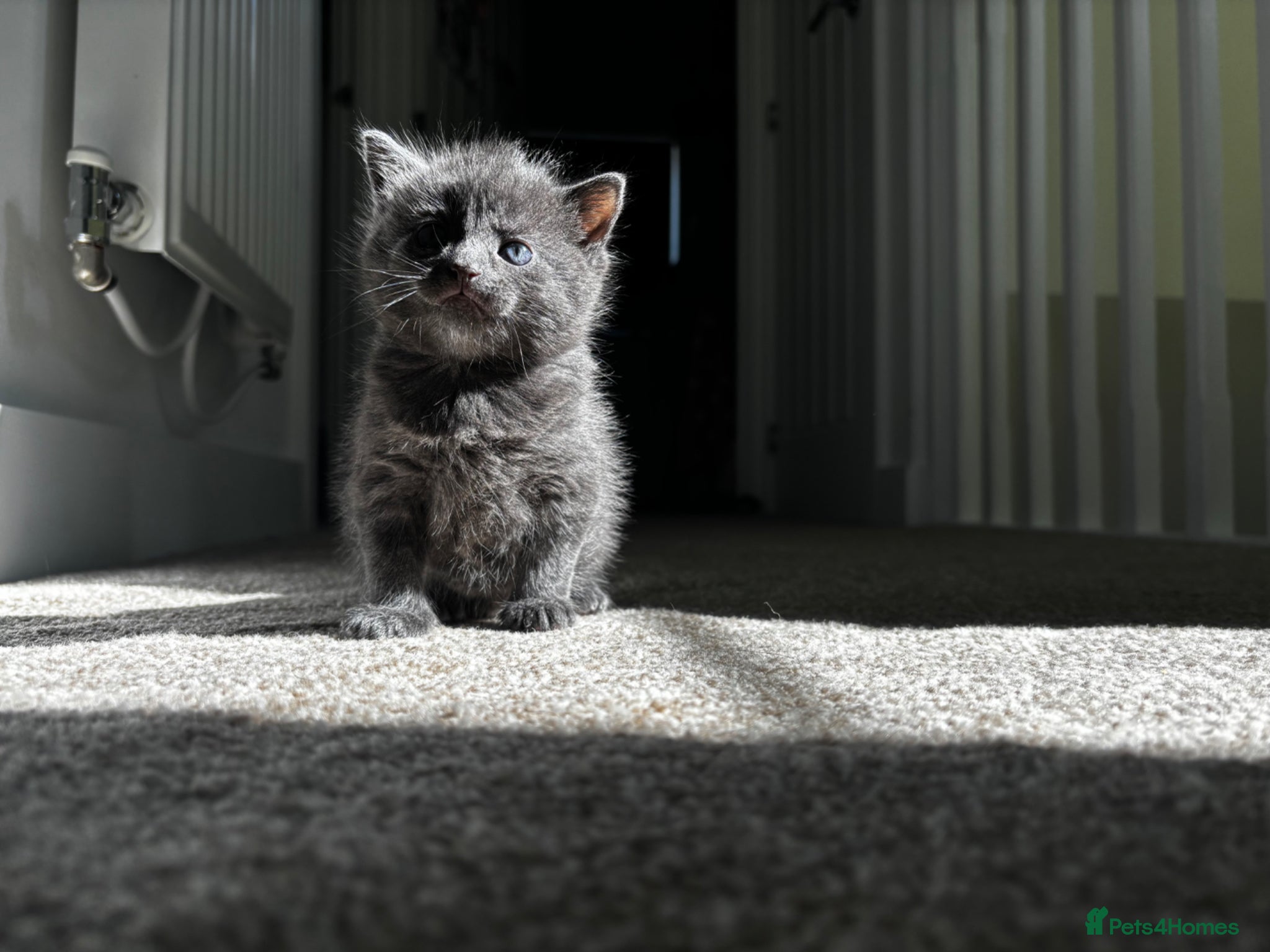 Mixed Breed cats Blue ragdoll x british shorthair - Advert 10