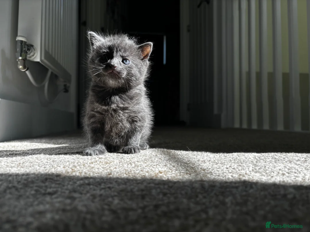 Mixed Breed cats for sale: Blue ragdoll x british shorthair - Advert 1