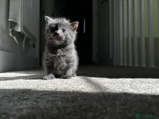 Mixed Breed cats Blue ragdoll x british shorthair - Advert 10