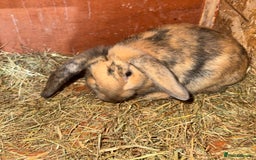 Mini Lop rabbits for sale: Rabbits for sale  - Image 4