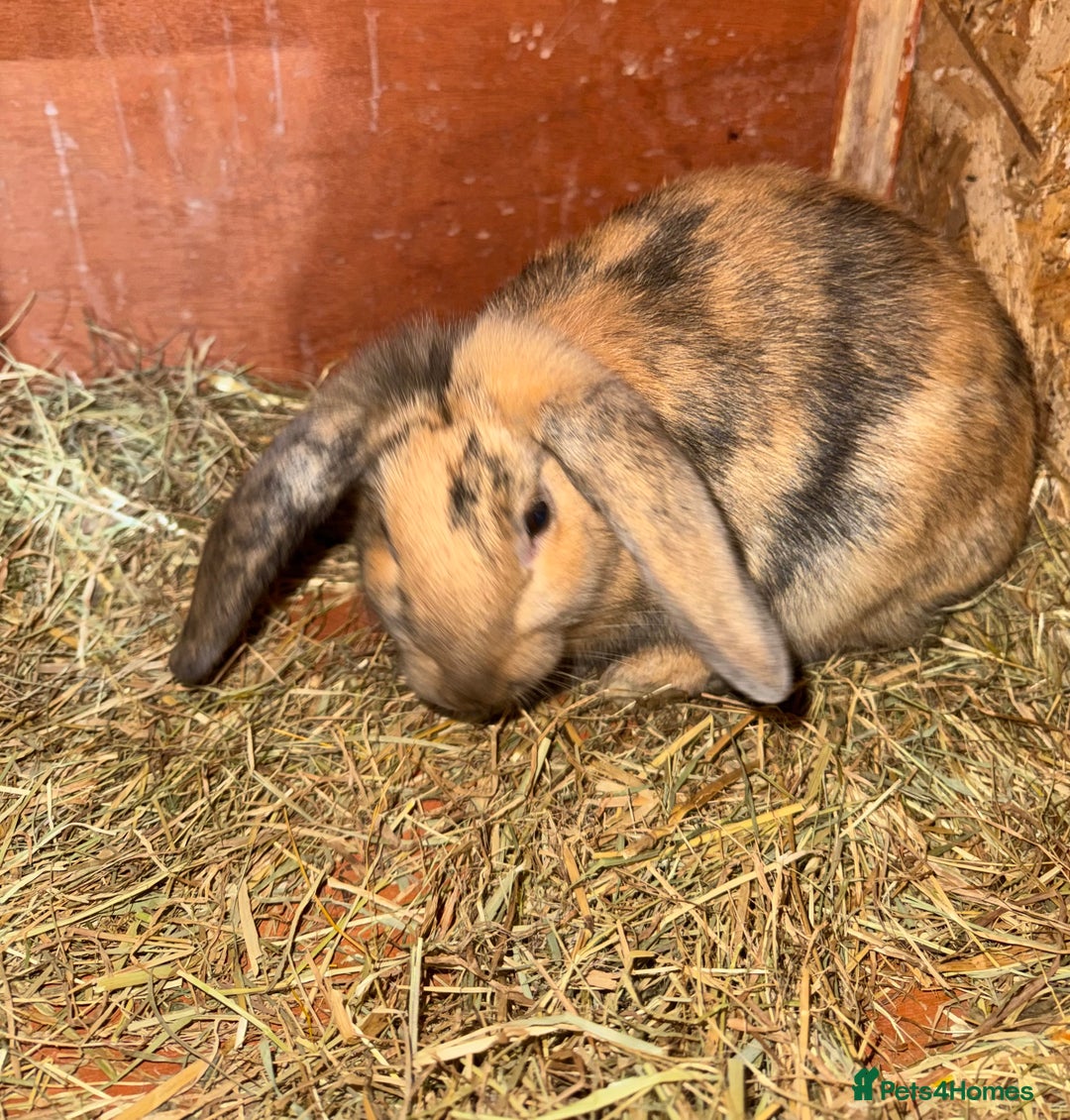 Mini Lop rabbits for sale: Rabbits for sale  - Image 4