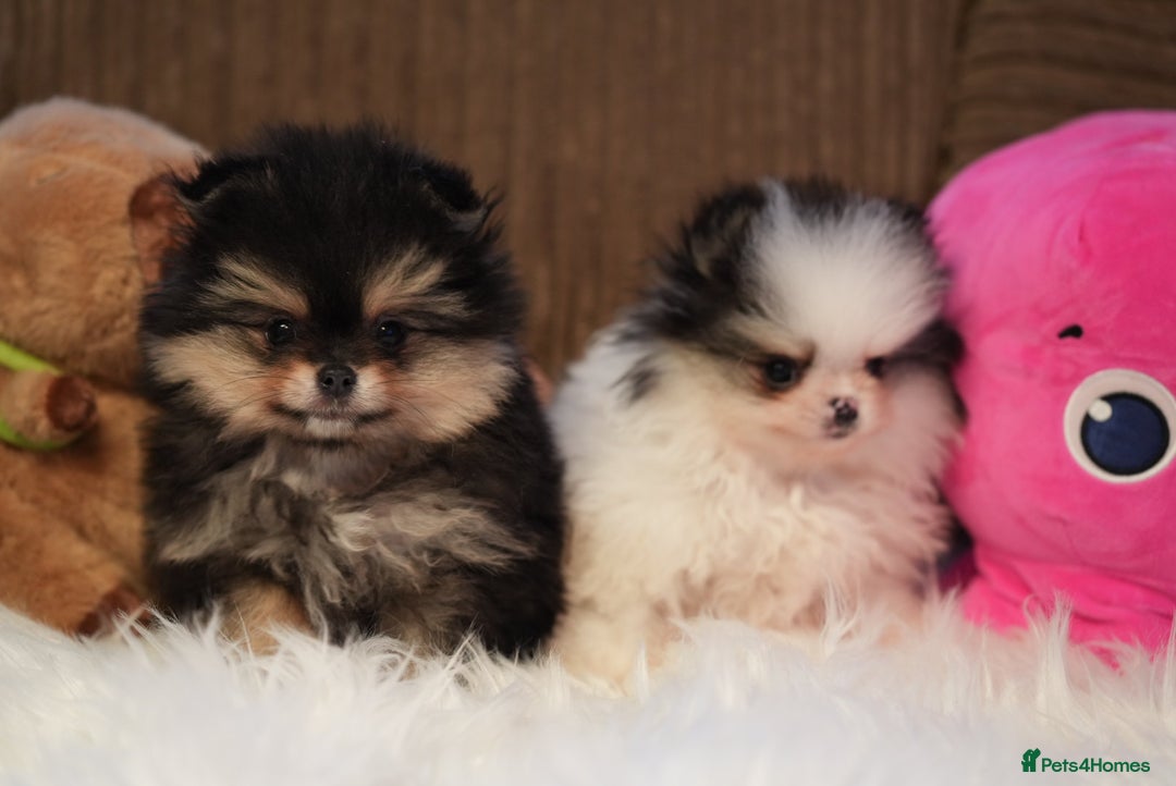Pomeranian dogs for sale: Tiny pups are ready for new homes - Advert 2