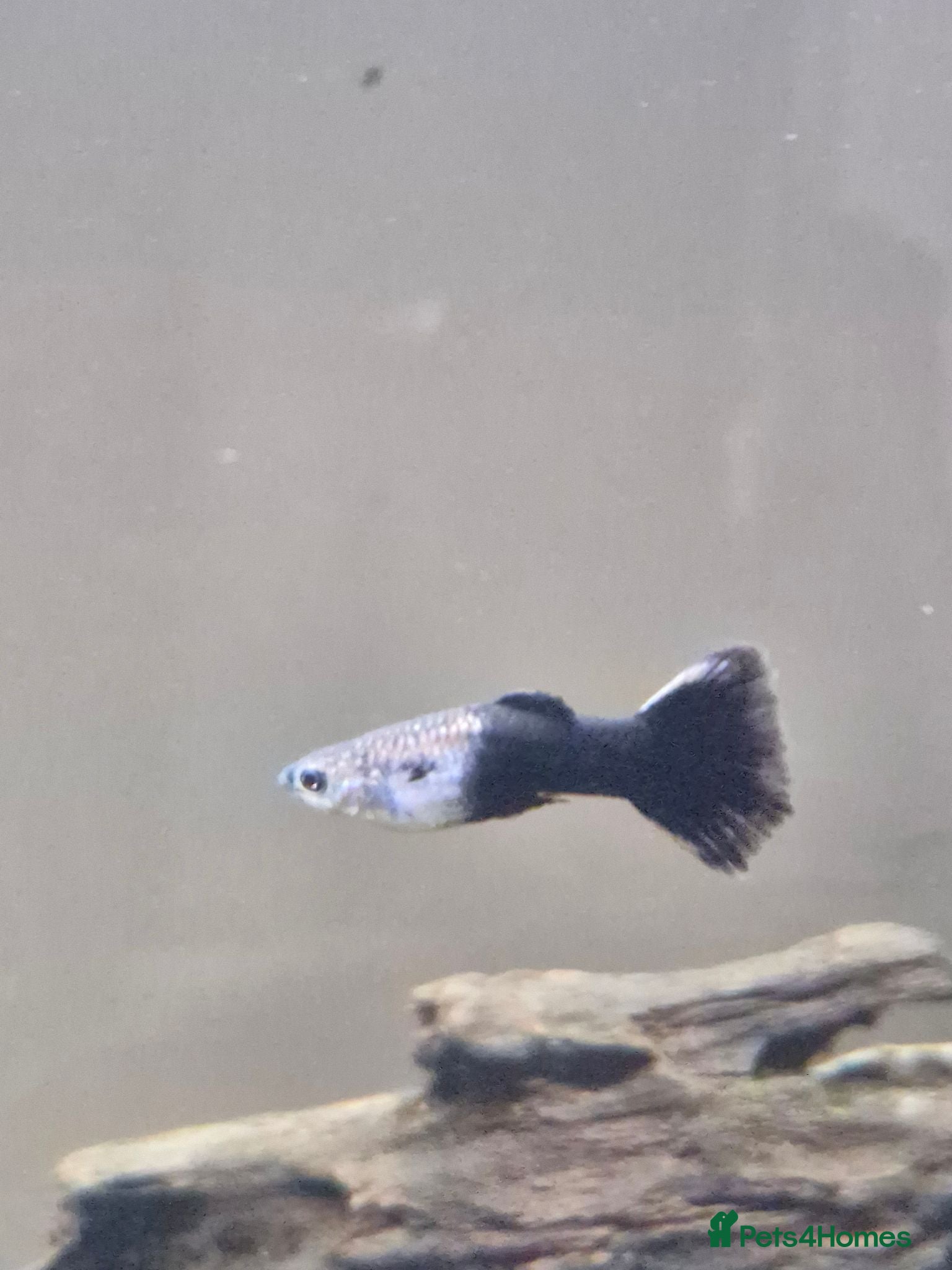Live Bearers fish GUPPIES X4 - Advert 1