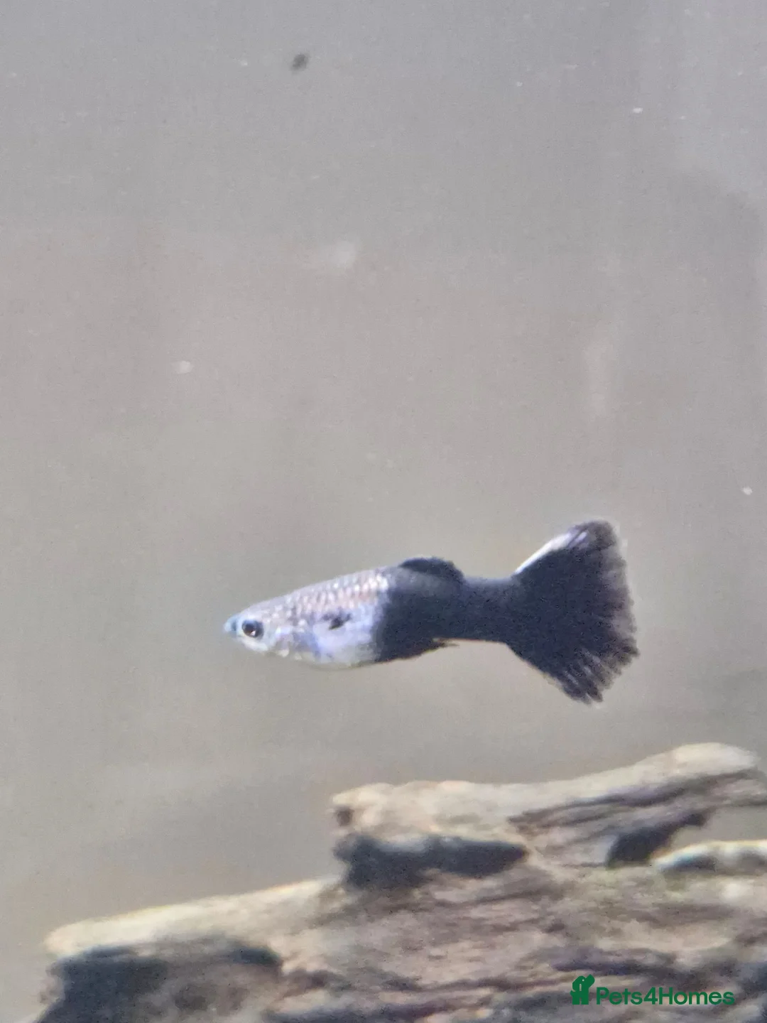 Live Bearers fish for sale: GUPPIES X4 in Basingstoke - Advert 1