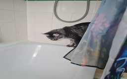 Maine Coon cats for sale: Stunning male Mainecoon  - Image 7