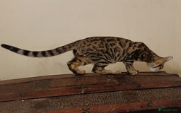 Bengal cats for sale: Bedazzled Early Generation Bengal kittens  - Image 6