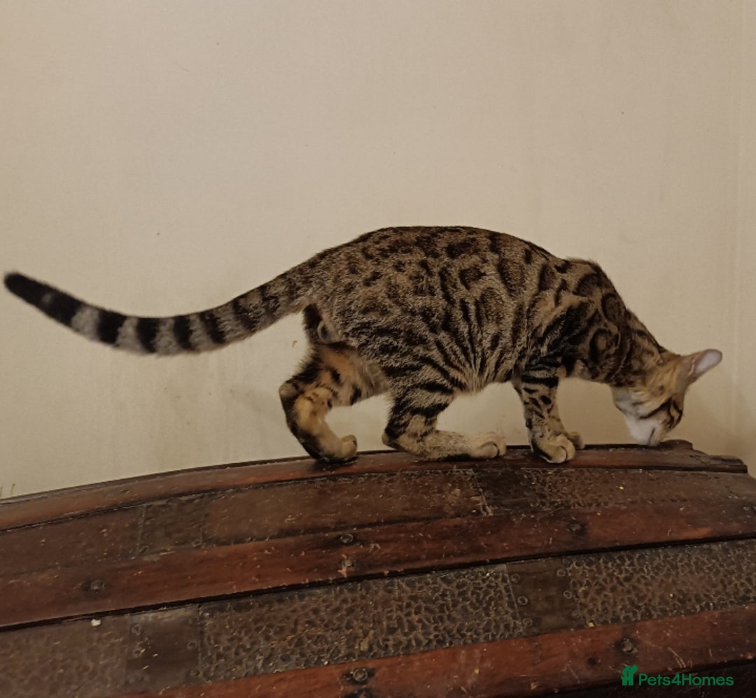 Bengal cats for sale: Bedazzled Early Generation Bengal kittens  - Image 6