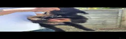 Lurcher dogs for sale: Deerhound Greyhound Collie/Bedlington  - Advert 11